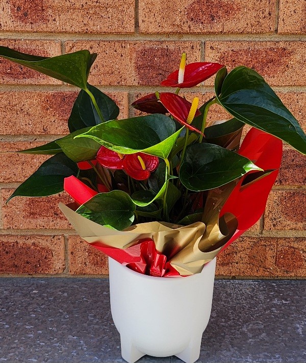 Anthurium in Ceramic 